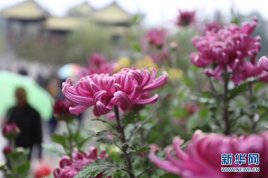 色鮮やかな菊の祭典　江蘇省で「揚州痩西湖菊花展」