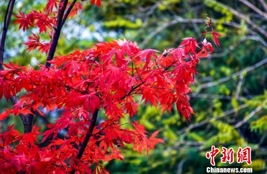 真っ赤に染まった甘粛省天水市小隴山の紅葉