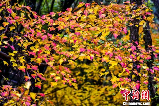 真っ赤に染まった甘粛省天水市小隴山の紅葉