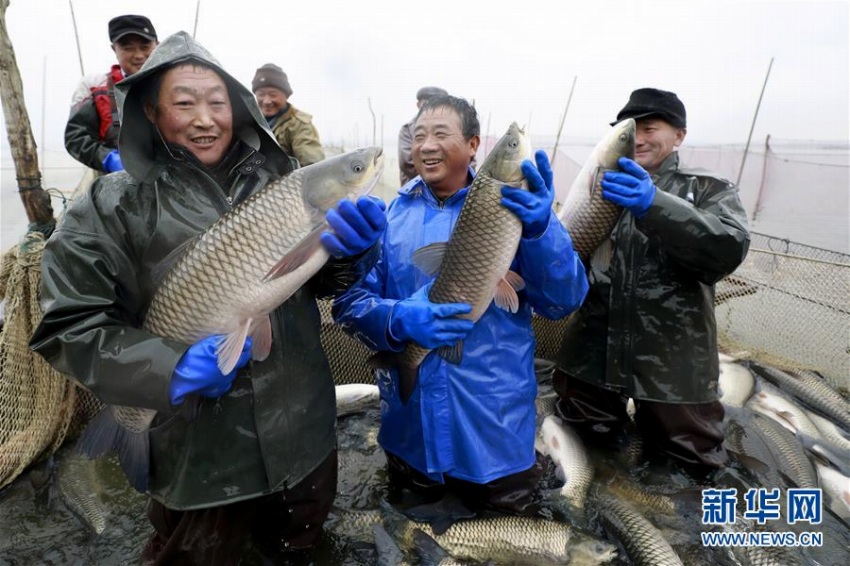 冬の漁獲ピーク迎えた江蘇省クイ県