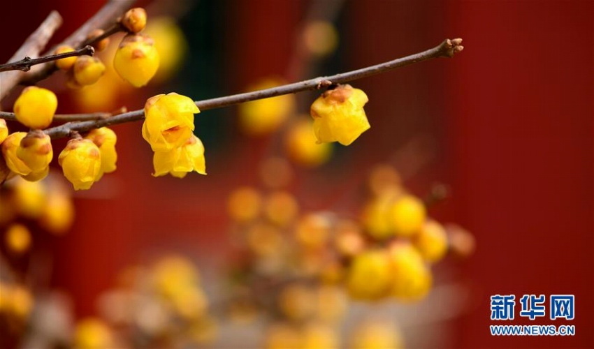 故宮內に咲く可憐な花たち