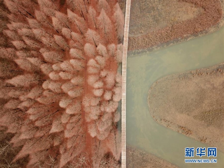 連なる木々が作り上げた洪沢湖ダムの絶景　江蘇省