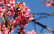 冬の昆明市をロマンチックなピンクに染める「冬桜大道」