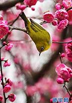 梅の花に誘われた小鳥