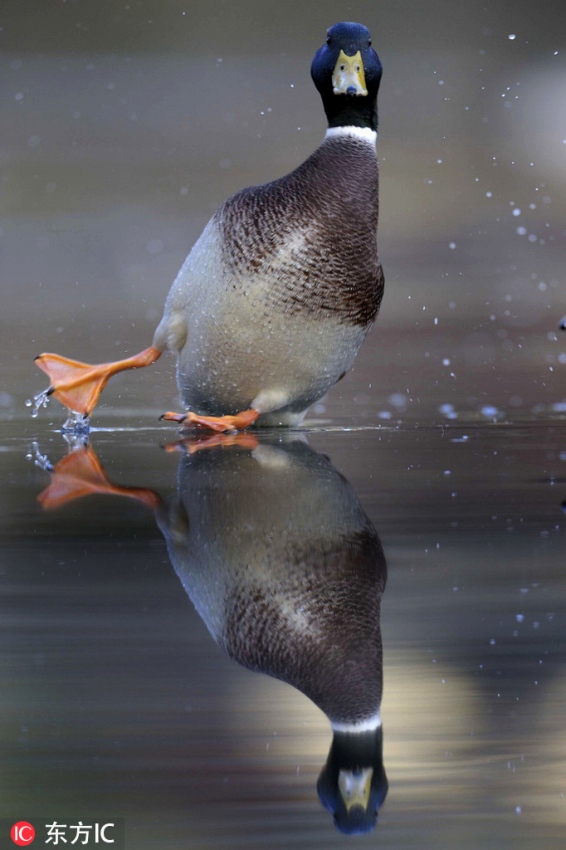 動物たちの気まずい瞬間を激寫！