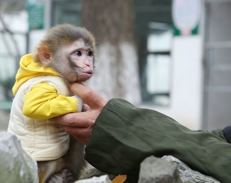 襄陽動物園がニホンザルを迎え