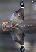 動物の気まずい瞬間