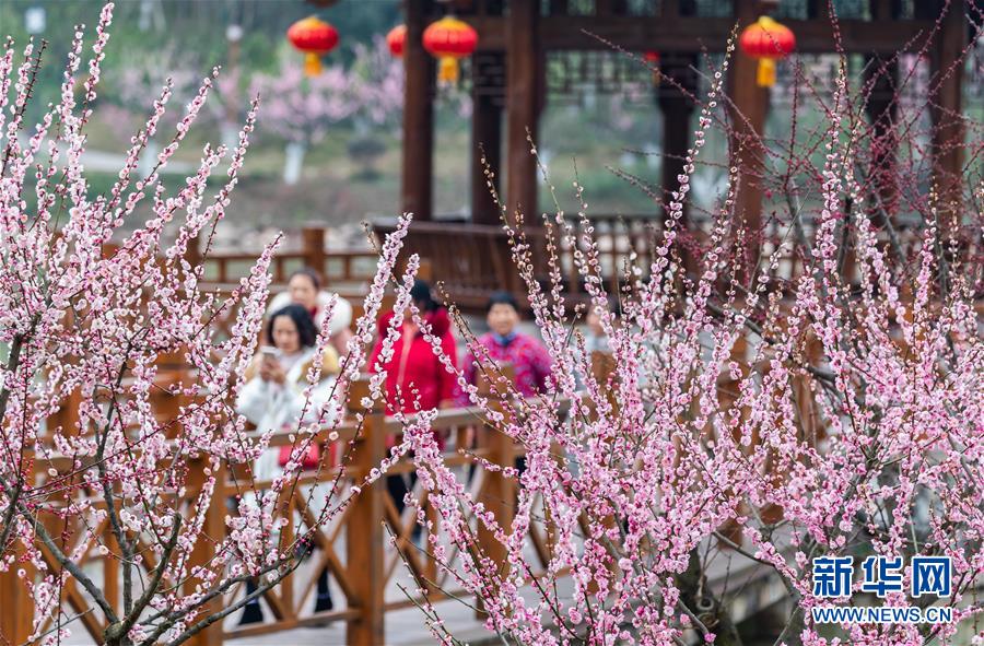 花を眺めて新年を迎える　各地で花満開