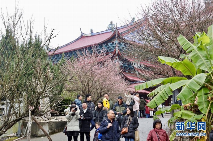 古剎に香る梅の花　福建省福州