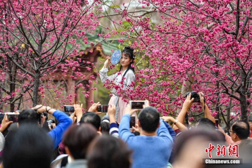 花見(jiàn)客でにぎわう桜満開(kāi)の華南農(nóng)業(yè)大學(xué)キャンパス　広東省