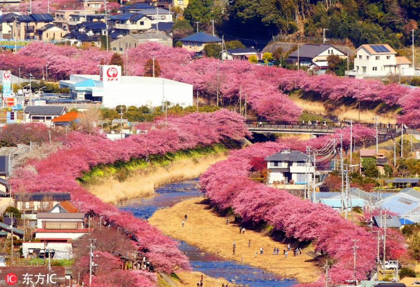 街を華やかに彩るカワヅザクラ（2月20日撮影、畫像提供?東方IC）。