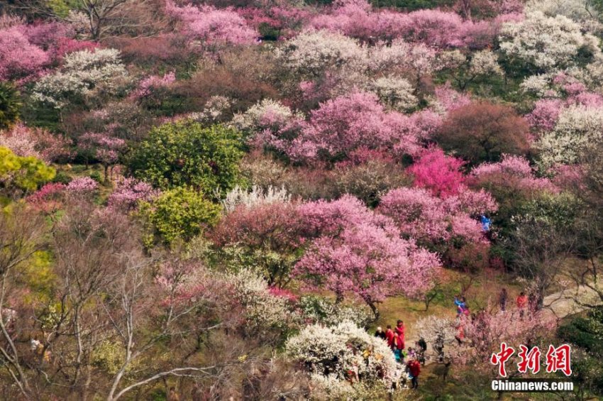 空撮した南京市の紫金山の梅の花(2月25日、撮影?泱波)。