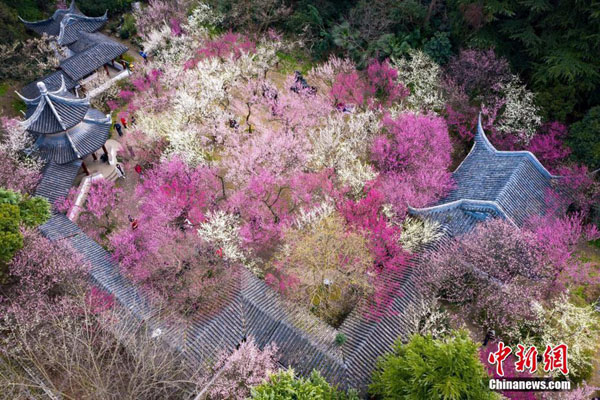 雨花臺風景區內を鮮やかに彩る満開の梅の花（撮影?蘇陽）。