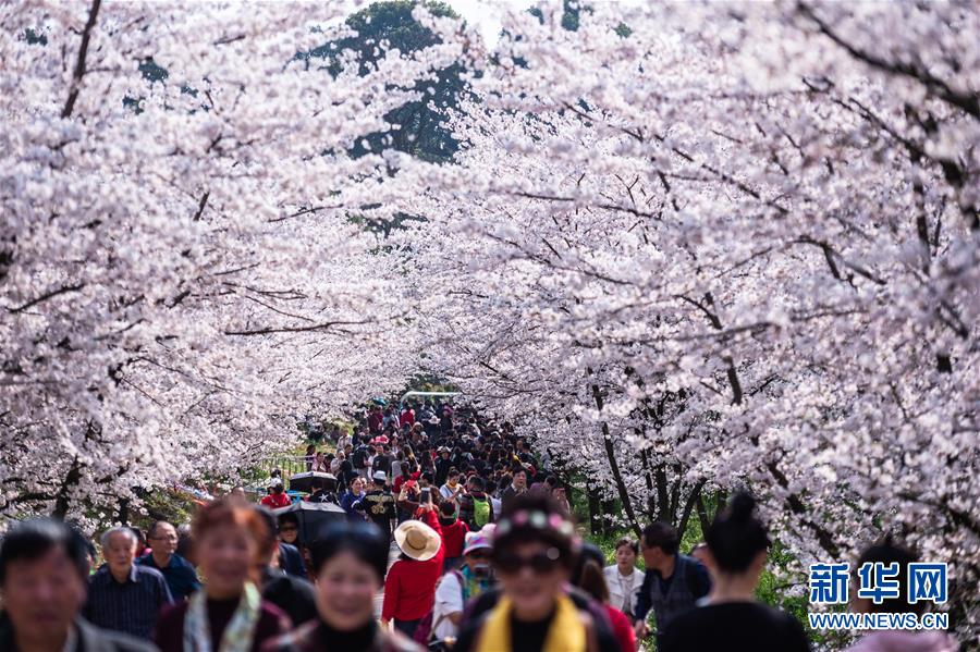 貴州省貴安新區にある桜花観光園で花見を楽しむ人々（3月19日撮影?陶亮）。