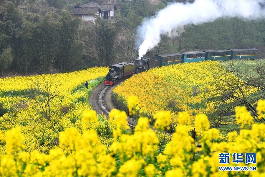 菜の花畑を走る嘉陽SL（3月20日撮影?陳天湖）。