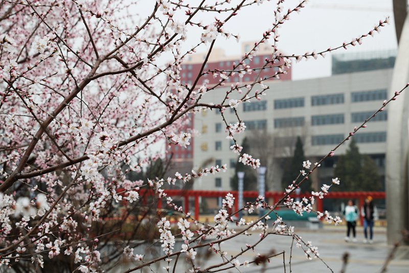 全國各地の大學キャンパス、春爛漫の景色に