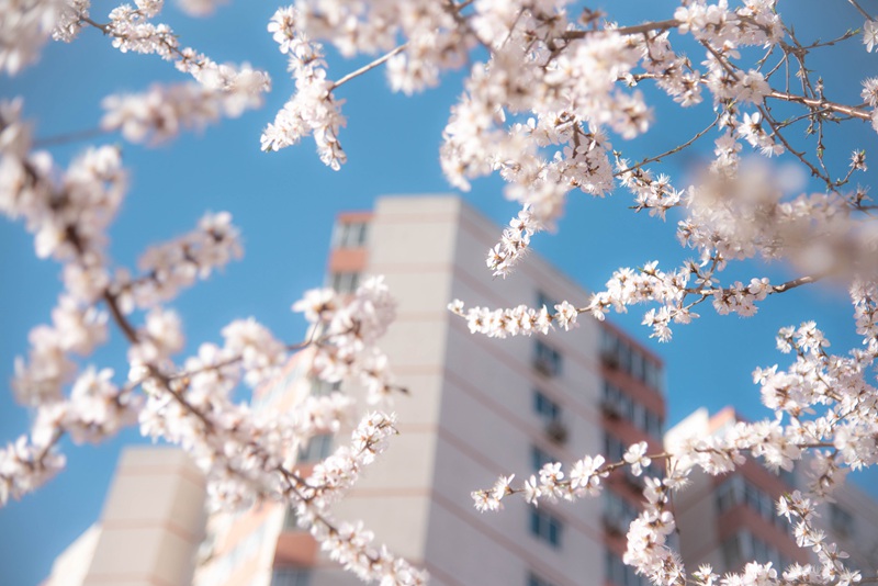 中國人民大學：キャンパスでは桃の花が開花した（撮影?宋欣然）。