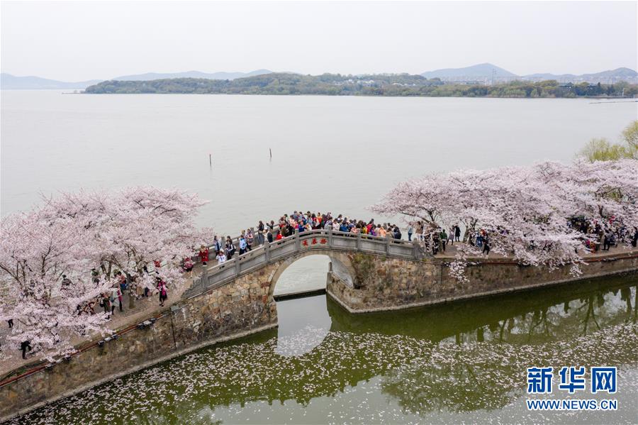 黿頭渚景勝區(qū)に押し寄せた花見(jiàn)客（4月2日ドローンによる撮影?李博）。