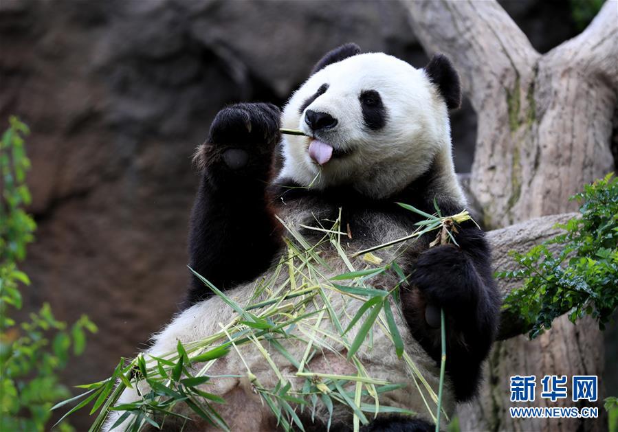 4月6日、米サンディエゴ動物園のパンダ館で竹を食べるパンダの「白雲(yún)」（撮影?李穎）。