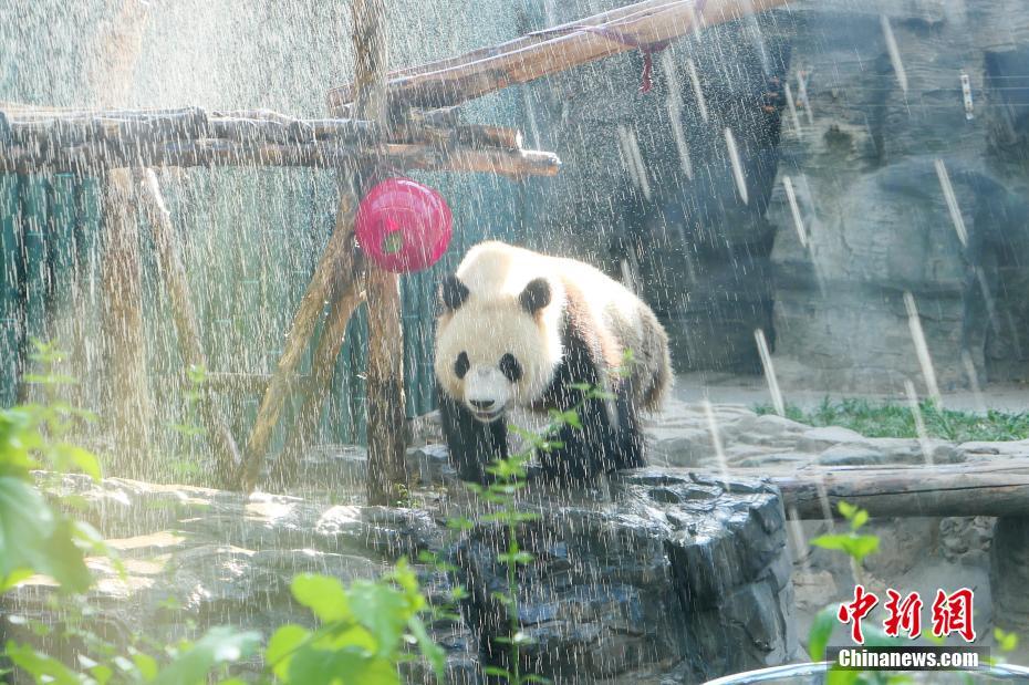 北京に猛暑襲來　シャワー浴び涼むパンダ