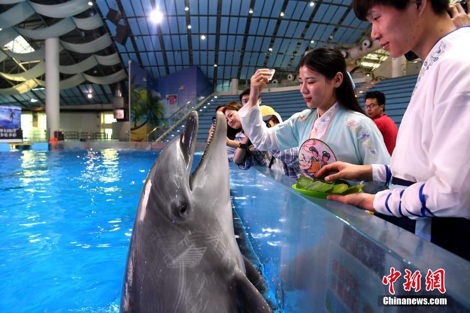 漢服姿でイルカに魚(yú)用の「特製粽」を與える海洋館の飼育員（撮影?韓蘇原）。