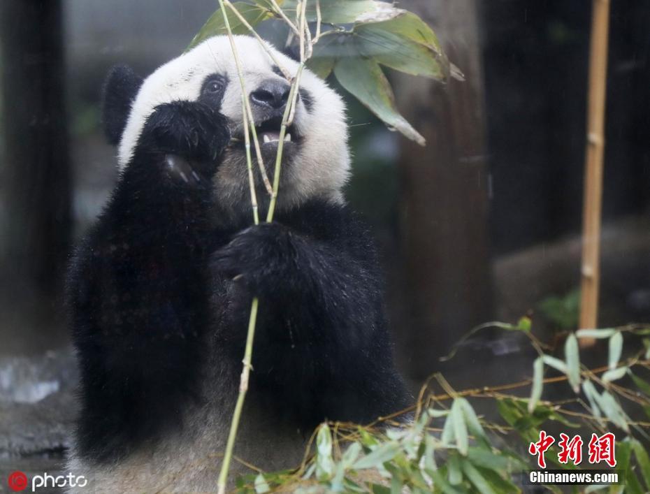 10日、東京の上野動物園で、竹をかじるパンダ「シャンシャン」。（寫真著作権は東方ICが所有のため転載禁止）。