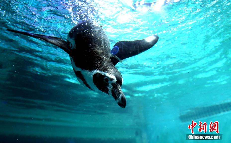 來場者をメロメロにする愛らしい海の動物たち　広東省