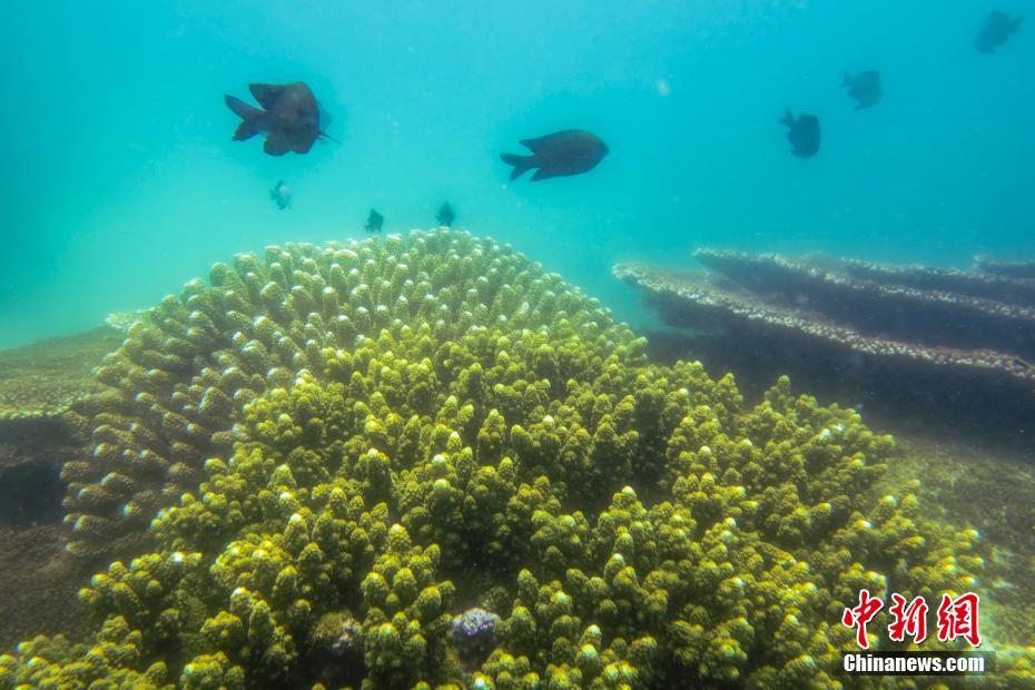 サンゴを育てる「海洋牧場」を訪ねて　海南省陵水