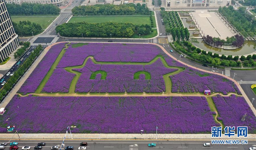 一面に広がるサンジャクバーベナの花畑（ドローンによる撮影?李然）。