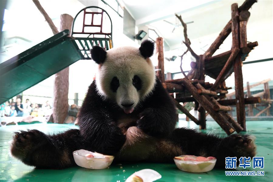 果物入りの氷を舐める上海動物園のジャイアントパンダ（7月21日撮影?張建松）。