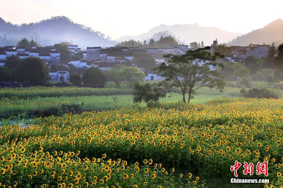 7月31日、ヒマワリが満開を迎えた安徽省黃山市安徽黟県（撮影?施広徳）。