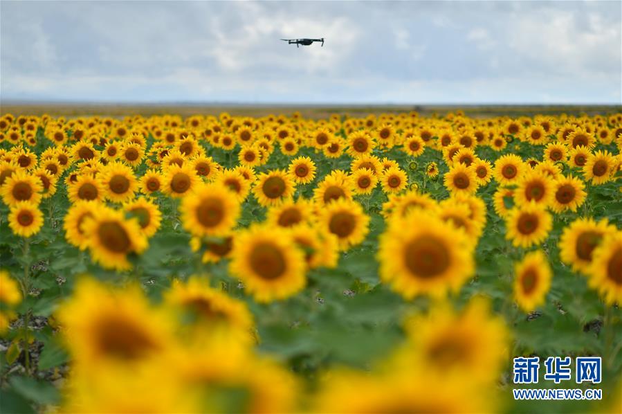 甘粛省白銀市景泰県寺灘郷で撮影された満開のヒマワリ畑（8月13日、撮影?聶建江）。