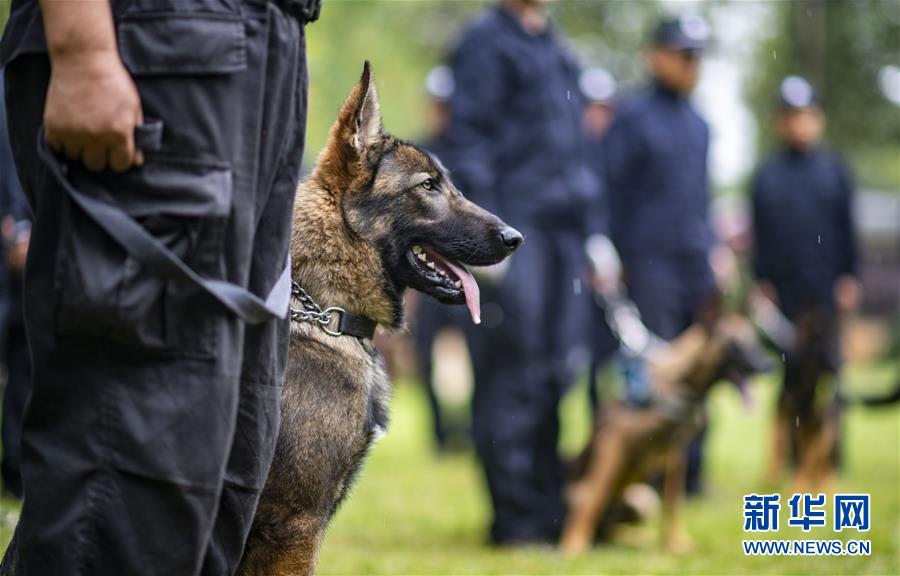 8月22日、警察犬試験に臨むクローン犬の「昆勛（クンシュン）（撮影?江文耀）。