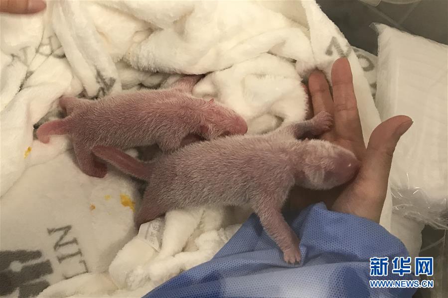 9月2日にドイツベルリン動物園が公開した雙子の赤ちゃんパンダの寫真。