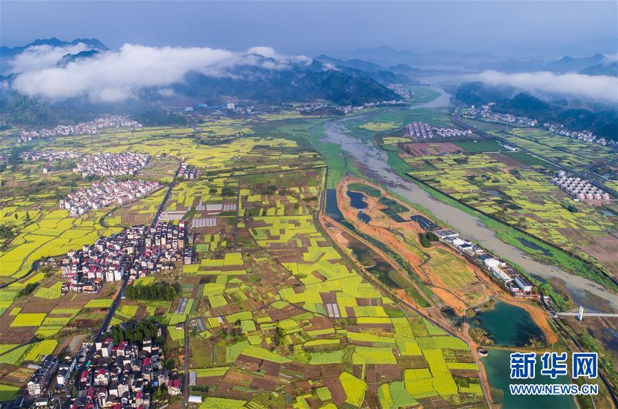 周辺の広大な菜の花が美しいコントラストを生み、春の美しい田園風景が広がる浙江省杭州市淳安県千島湖汾口鎮濕地公園（2018年4月3日、ドローンによる撮影?徐昱）。