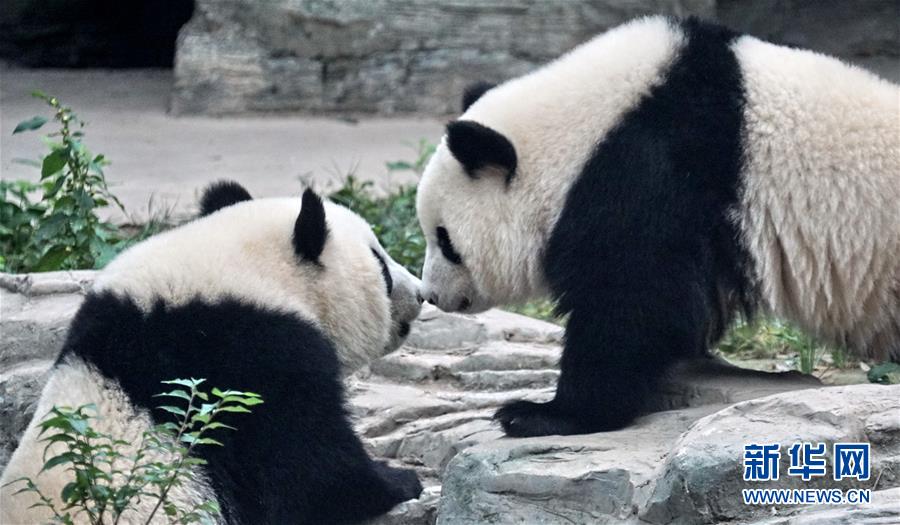 新しい住処となった北京動物園で遊ぶ雙子姉妹パンダの「萌寶」と「萌玉」（10月13日撮影?李欣）。