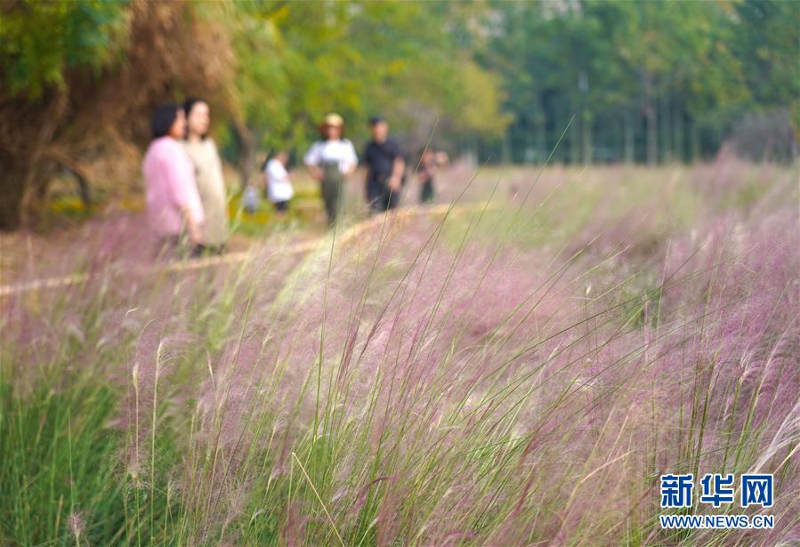 江西省南昌市高新區(qū)の艾渓湖濕地公園內(nèi)で、ピンクミューリーの花畑を楽しむ人々（10月13日撮影?周密）。 