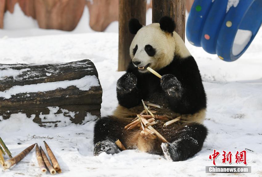 雪が降っても食欲衰えず！食いしん坊ぶり披露するパンダ　吉林省