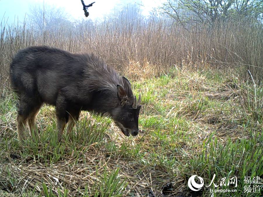 赤外線カメラが捉えた野生のカモシカ。カモシカは、國家2級重點保護動物に指定されており、標高1000～4400メートルの針葉?広葉混交林、針葉樹林、巖石の多い雑灌木林に主に生息（畫像提供?武夷山國立公園科學研究監視測定センター）。