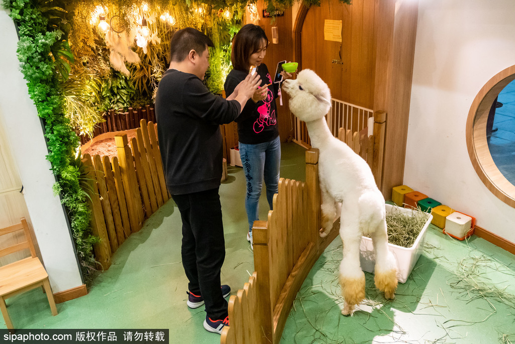 館內(nèi)でアルパカと觸れ合う人々（寫真著作権はsipaphoto.comが所有のため転載禁止）。