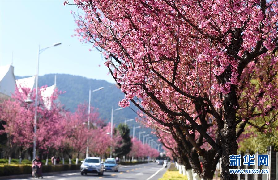 1月7日、昆明市の紅塔西路で満開(kāi)になった冬桜(撮影?藺以光)。