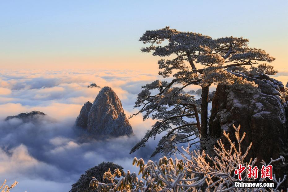 霧氷と雲海の「競演」で仙境のような絶景となった黃山(1月12日撮影?段雪峰)。