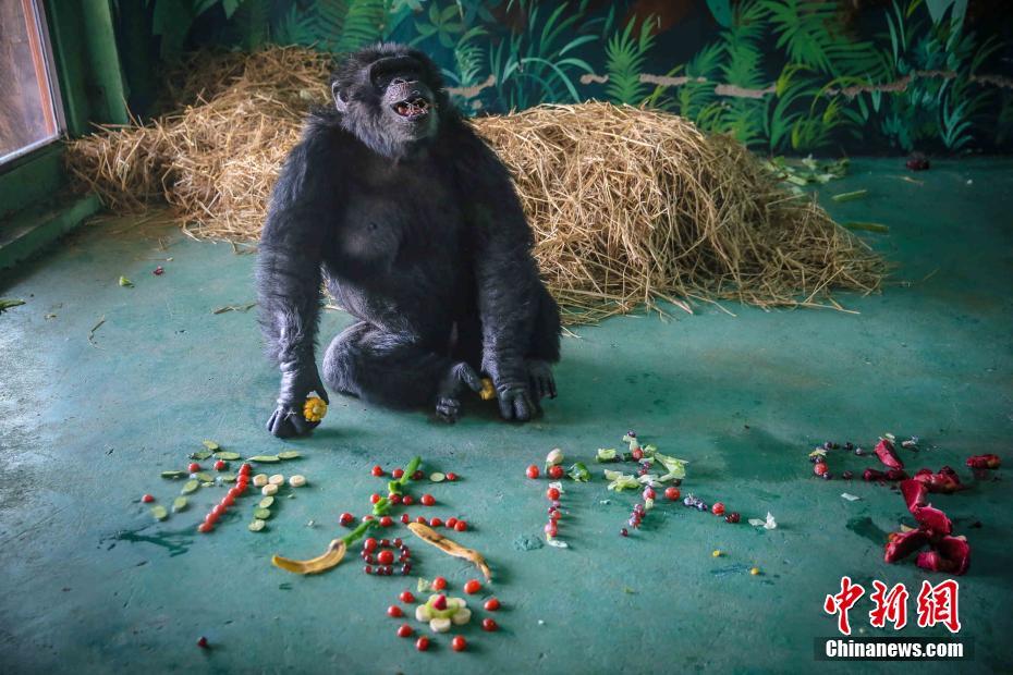 春節のご馳走をほおばる動物たち（畫像提供?済南野生動物世界）。