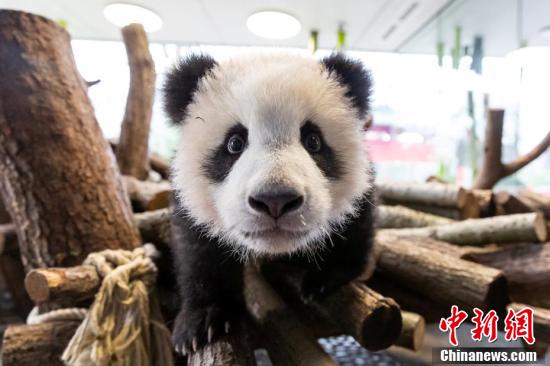 ドイツのベルリン動物園で元気いっぱい遊びまわる雙子の赤ちゃんパンダ。