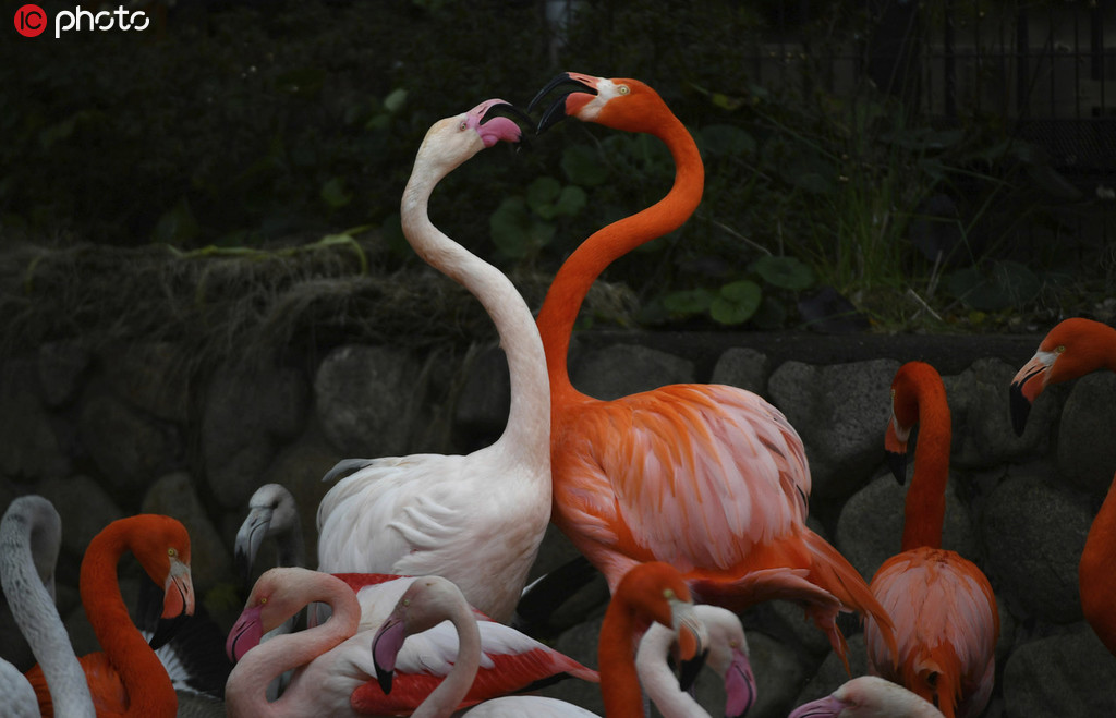 神戸王子動物園のフランミンゴ（寫真著作権は東方ICが所有のため転載禁止）。