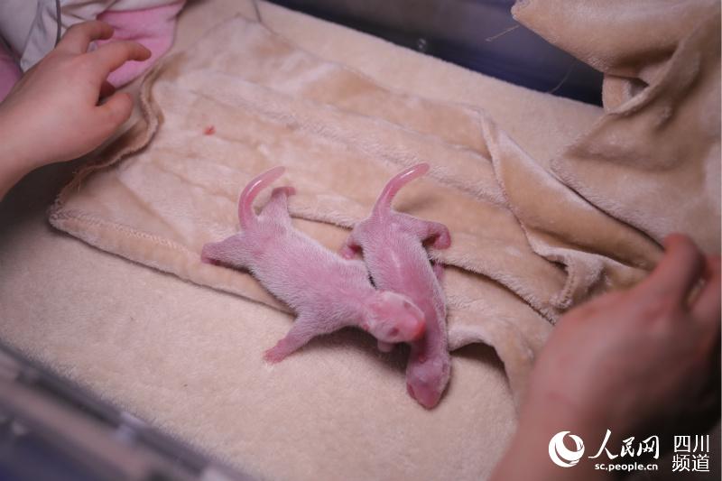 3月21日に生まれたパンダの赤ちゃん。（畫像は成都ジャイアントパンダ繁育研究基地が提供）