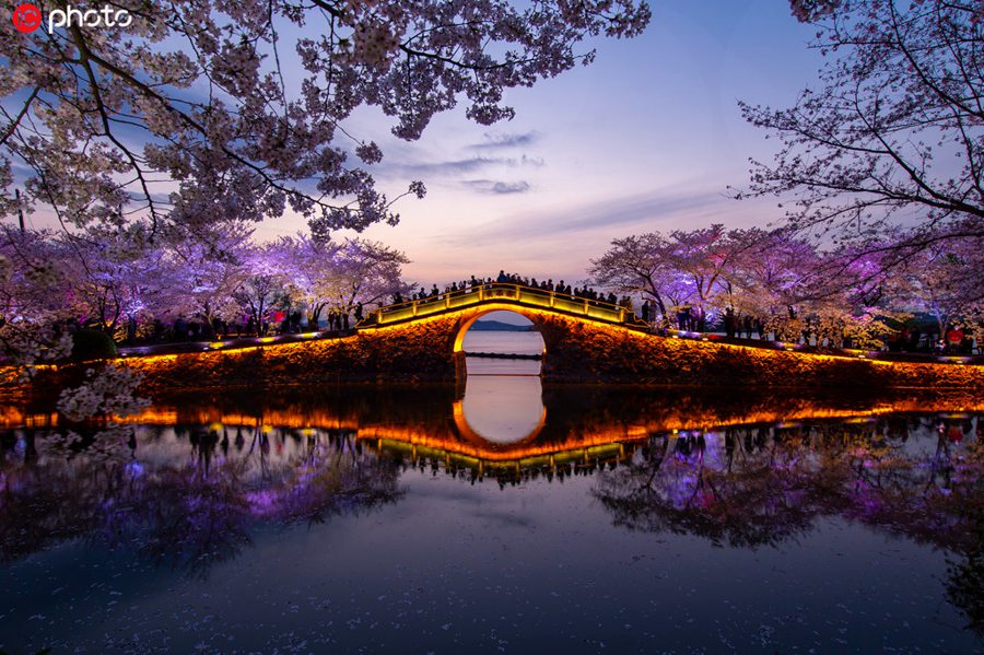 江蘇省無錫太湖黿頭渚景勝地の美しい夜桜（撮影?成加貝/寫真著作権は東方ICが所有のため転載禁止）。