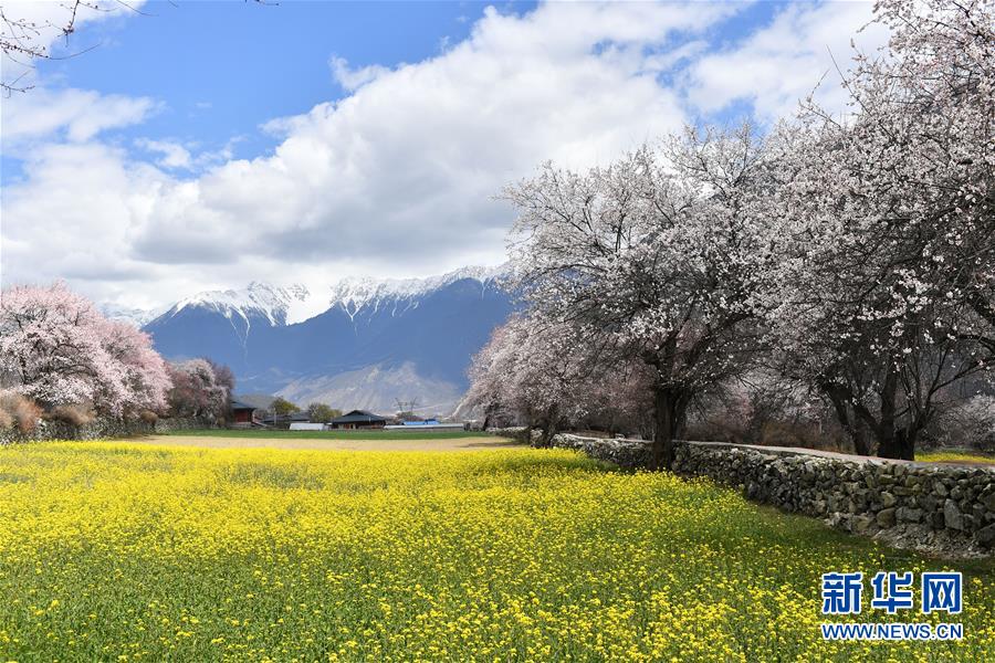 3月26日、チベット?ニンティ市波密（ポメ）県達闘村の田園風景（撮影?詹彥）。