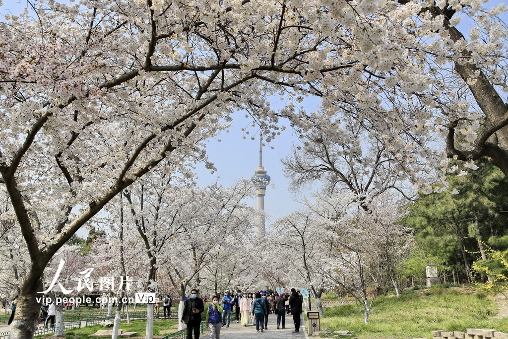 北京玉淵潭公園の満開のサクラ（撮影?劉憲國/寫真著作権は人民図片が所有のため転載禁止）。?