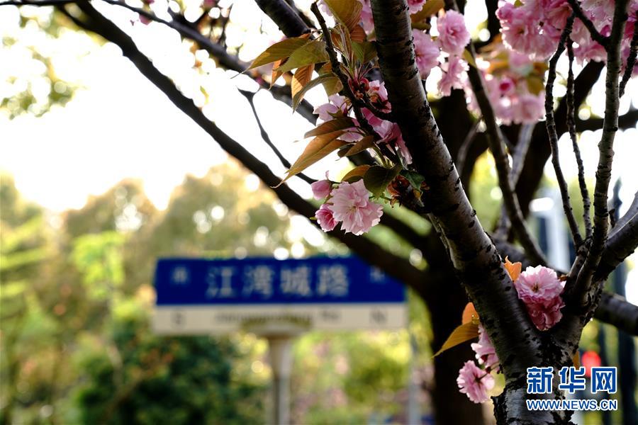 4月15日、上海楊浦區江灣城路の一角（撮影?張建松）。